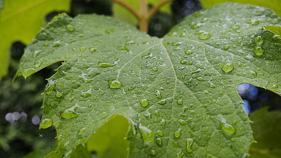 hortenzie, list, Příroda, rostlina, rosa, zelená, kapky, makro, kapky vody, kapky deště, mokré, zelená barva, pokles, svěžest, voda, detail, dešťová kapka, letní, déšť, růst, organický, zeleniny, rostlinné části, krása v přírodě, listová žíla, den, nikdo, venku, čistota, listy, období dešťů, 4K, CC0, veřejná doména, bez autorských práv