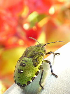 Fehler, Insekt, Natur, Makro, schließen, Insektenfoto, Tier, Nahansicht, Tierwelt, Käfer, wirbellos, Tiere in freier Wildbahn, Tierthemen, ein Tier, Fokus auf den Vordergrund, grüne Farbe, keine Leute, Tierantenne, Tierkörperteil, Blatt, Pflanzenteil, Tag, Pflanze, selektiver Fokus, Heuschrecke, 1080P, CC0, gemeinfrei, lizenzfrei