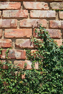 parete, mattone, righe, regolare, pianta rampicante, pianta, verde, irregolare, contrasto, giardino, costruzione, muro di mattoni, struttura costruita, architettura, caratteristica della parete, crescita, giorno, nessuno, colore verde, foglia, parte vegetale, all'aperto, natura, edera, esterno dell'edificio, avvicinamento, modello, 1080P, CC0, dominio pubblico, privo di copyright