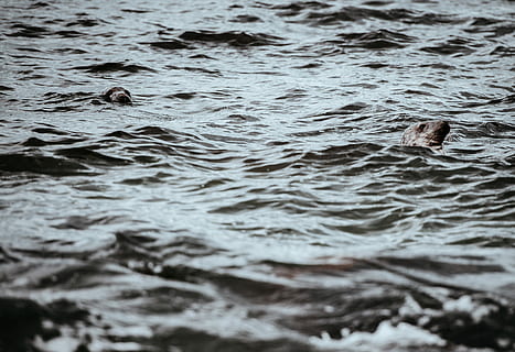 Lukk, bilde, kropp, vann, to, sel, svømme~~POS=TRUNC, hav, rippled, ingen folk, vannkanten, dag, selektiv fokusering, natur, dyr, dyreliv, dyr i naturen, virveldyr, dyre temaer, ett dyr, utendørs, innsjø, full ramme, forurensing, 2K, CC0, offentlig domene, opphavsrett gratis