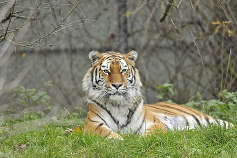 ogród zoologiczny, hellabrunn, Monachium, zwierzę, tematy zwierzęce, zwierzęca przyroda, jedno zwierzę, Tygrys, zwierzęta na wolności, koci, duży kot, ssak, kot, trawa, roślina, drzewo, wylądować, Natura, żadnych ludzi, pole, dzień, relaks, na dworze, wąsy, 4K, CC0, domena publiczna, darmowe zdjęcia