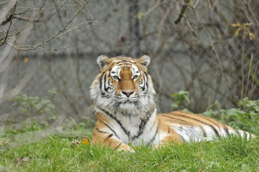 zoo, hellabrunn, munich, animal, temes d'animals, fauna animal, un animal, tigre, animals a la natura, felí, gat gran, mamífer, gat, herba, planta, arbre, terra, naturalesa, cap gent, camp, dia, relaxació, a l'aire lliure, bigotis, 4K