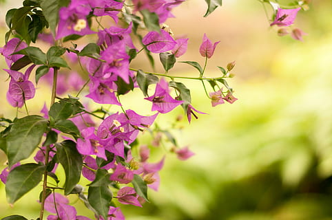 achtergrond, achtergronden en texturen, backdrop, bloem, zomer, fabriek, plantkunde, bloesem, groen, natuur, blad, boom, tak, buitenshuis, lente, schoonheid in de natuur, groei, bloeiende plant, breekbaarheid, kwetsbaarheid, deel van de plant, versheid, detailopname, roze kleur, geen mensen, bloemblad, Purper, dag, lila, 4K, CC0, publiek domein, royaltyvrij
