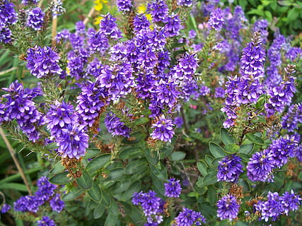 hebe, purple pixie, flower, shrub, bush, purple, plant, perennial, plant of youth, goddess of youth, flowering plant, freshness, fragility, vulnerability, beauty in nature, growth, close-up, petal, nature, no people, inflorescence, day, leaf, flower head, plant part, botany, outdoors, bunch of flowers, lilac, flowerbed, 2K, CC0, public domain, royalty free