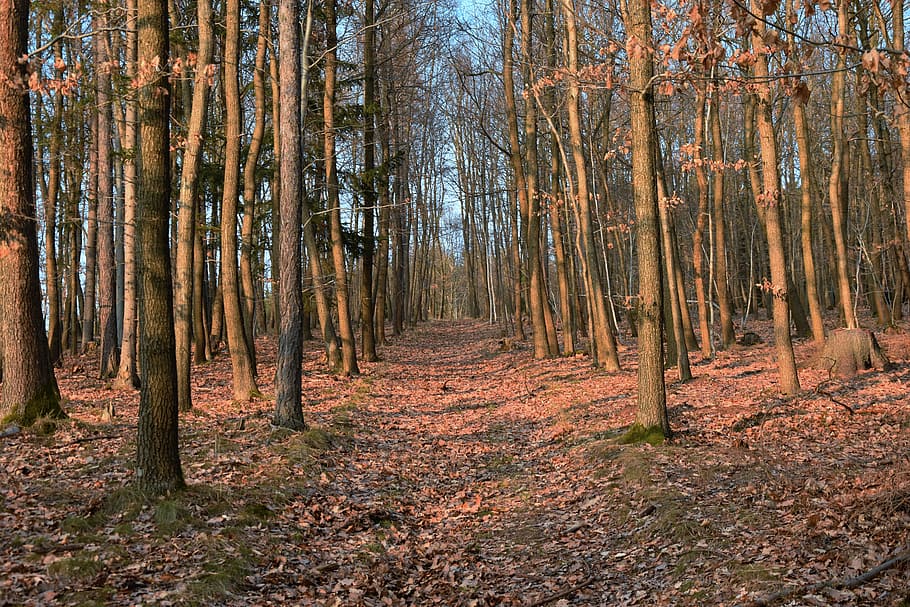 bosc, oest, posta de sol, primavera, naturalesa, arbre, tronc de l'arbre, dia, tardor, a l'aire lliure, cap gent, pi, terra, planta, tronc, tranquil·litat, escena no urbana, escenics - natura, bellesa a la natura, escena tranquil·la, paisatge, creixement, medi ambient, idíl·lic, canvi, bosc de pi, col·lecció de tardor, 5K