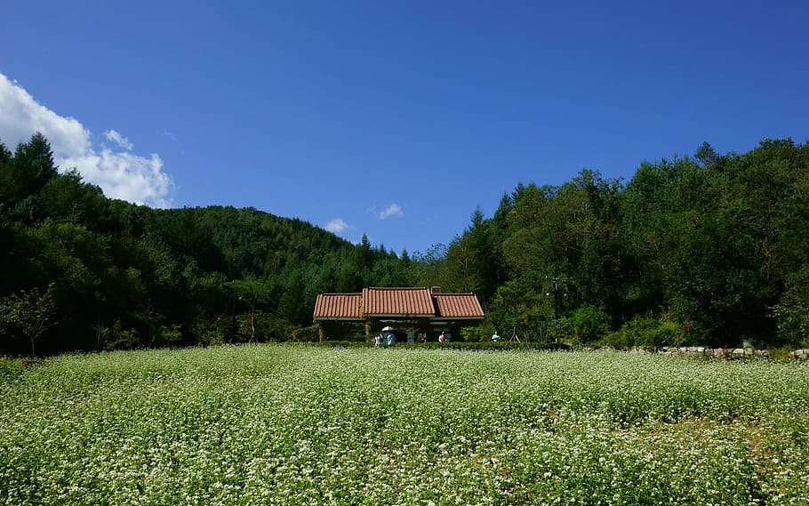 klitschko, sigui o no, k, planta, arbre, terra, bellesa a la natura, cel, creixement, arquitectura, camp, color verd, herba, estructura construïda, naturalesa, escena tranquil·la, tranquil·litat, escenics - natura, paisatge, edifici, cap gent, granja, dia, a l'aire lliure, 1080P