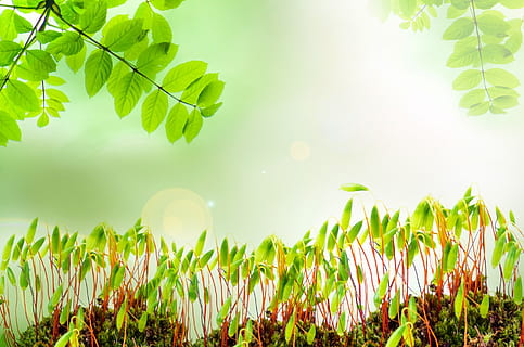 selektiv, fokus fotografering, grøn, planter, forår, baggrund, mos, Mark, eng, påske, havearbejde, have, abstrakt, fokus, design, farverig, tapet, Defocus, blød, løv, naturlig, parkere, græsplæne, dag, koncept, blad, lyse, solrig, sommer, lys, sol, natur, plante, grøn farve, friskhed, udendørs, sæson, vækst, baggrunde, træ, sollys, plante del, skønhed i naturen, jord, ingen mennesker, græs, ro, tæt på, himmel, rolig scene, miljø, Stærkt oplyst, græsblad, 1080P, CC0, offentligt domæne, royaltyfrie