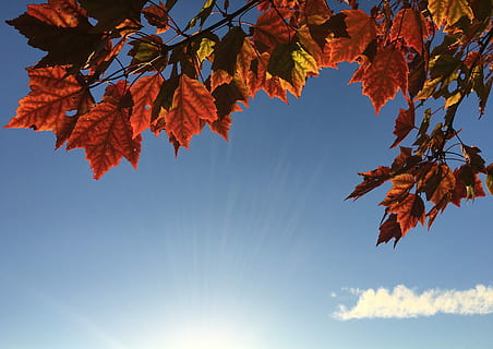 orange, ahorn, blade, dagtimerne, brune blade, efterår, træ, ahorntræ, blad, løv, afdeling, himmel, solskin, rød, falde leafe, sol, solrig, plante del, lave om, skønhed i naturen, plante, natur, orange farve, ahorn blad, lav vinkel visning, dag, sollys, blå, ro, scenics - natur, udendørs, ingen mennesker, direkte under, 4K, CC0, offentligt domæne, royaltyfrie