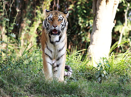 selektiv, Foto fokussieren, Tiger, wild, suchen, Gehen, Zoo, katzenartig, Fleischfresser, Säugetier, Tier, Tierthemen, große Katze, ein Tier, Katze, Tierwelt, Tiere in freier Wildbahn, Baum, Pflanze, Natur, Wirbeltier, Land, Gras, keine Leute, Tag, draußen, weißer Tiger, Whisker, 2K, CC0, gemeinfrei, lizenzfrei