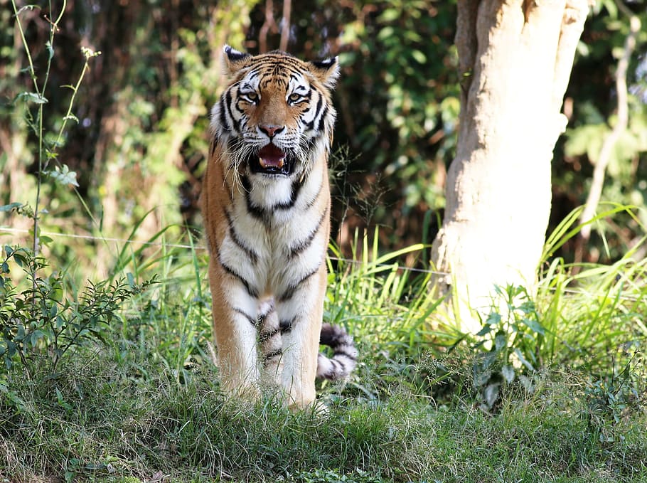 selektiv, Foto fokussieren, Tiger, wild, suchen, Gehen, Zoo, katzenartig, Fleischfresser, Säugetier, Tier, Tierthemen, große Katze, ein Tier, Katze, Tierwelt, Tiere in freier Wildbahn, Baum, Pflanze, Natur, Wirbeltier, Land, Gras, keine Leute, Tag, draußen, weißer Tiger, Whisker, 2K