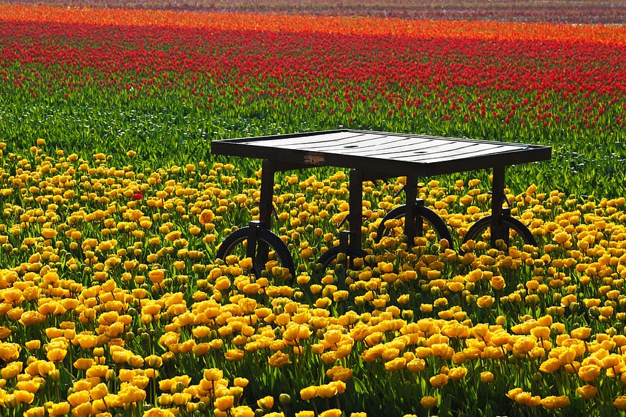 tulipaner, tulipan, Mark, felter, orange, rød, bord, skrivebord, blomst, blomster, pærer, holland, hjul, haver, natur, udendørs, plante, skønhed i naturen, multi farvet, ingen mennesker, gul, grøn farve, forår, landskab, blomsterseng, sommer, landbrug, scenics, landlige scene, sæson, gård, blomstrende plante, vækst, friskhed, jord, dag, overflod, ro, rolig scene, scenics - natur, 4K