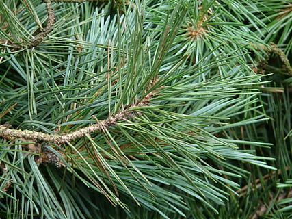 fyrgren, grannåle, fyrretræ, træ, afdeling, nåle, grøn, grøn farve, plante, vækst, skønhed i naturen, dag, natur, tæt på, ingen mennesker, plante del, blad, nål - plante del, fokus på forgrunden, ro, udendørs, nåletræ, fuld ramme, eviggrønne træ, 2K, CC0, offentligt domæne, royaltyfrie