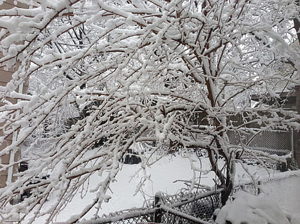 træ, vinter, sne, kold, kold temperatur, plante, Frosset, afdeling, ingen mennesker, natur, skønhed i naturen, dækker, dag, bare træ, hvid farve, ro, rolig scene, udendørs, jord, scenics - natur, ekstremt vejr, snestorm, istap, sner, 2K, CC0, offentligt domæne, royaltyfrie