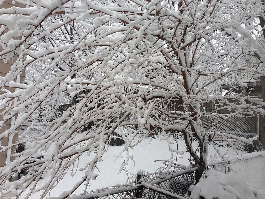 træ, vinter, sne, kold, kold temperatur, plante, Frosset, afdeling, ingen mennesker, natur, skønhed i naturen, dækker, dag, bare træ, hvid farve, ro, rolig scene, udendørs, jord, scenics - natur, ekstremt vejr, snestorm, istap, sner, 2K