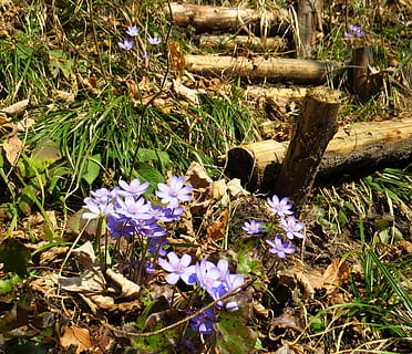 hepatica, flor, bosc, primavera, naturalesa, fulles, planta, planta amb flors, creixement, fragilitat, vulnerabilitat, frescor, bellesa a la natura, porpra, terra, dia, cap gent, camp, pètal, primer pla, llum solar, material de fusta, cap de flor, herba, a l'aire lliure, 2K, CC0, domini públic, lliure de regalies
