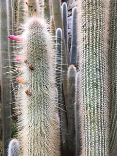 cactus, columna vertebral, naturalesa, agut, espinós, desert, jardins botànics, cap gent, animal, temes d'animals, primer pla, planta suculenta, dia, un animal, mamífer, centrar-se en primer pla, fauna animal, a l'aire lliure, planta, animals a la natura, espina, terra, creixement, espigada, bellesa a la natura, 4K, CC0, domini públic, lliure de regalies