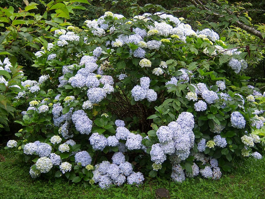 hydrangeas, Çiçekler, Bahçe, doğa, gün, açık havada, bitki, insansız, ortanca, büyüme, doğada güzellik, yeşil renk, tazelik, kırılganlık, Güvenlik açığı, kapatmak, yüksek açılı görünüş, çiçek, arazi, Beyaz renk, çiçekli bitki, alan, soğuk hava, huzur, çiçek kafa, liken, 2K
