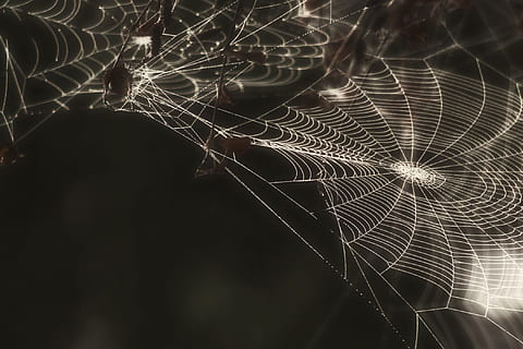 grayscale photo, spider webs, spider, web, cobweb, insect, creepy, black and white, macro, nature, outside, arachnophobia, close-up, fright, spider Web, dew, drop, arachnid, backgrounds, fragility, vulnerability, complexity, no people, focus on foreground, night, pattern, intricacy, beauty in nature, natural pattern, plant, selective focus, outdoors, illuminated, animal, black background, 1080P, CC0, public domain, royalty free