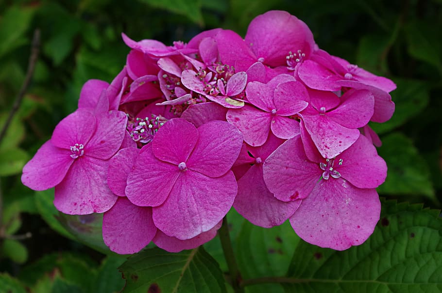 hortènsies, ortensia, fulles, flor, florir, blau, arbust ornamental, inflorescència, ortensia macrophylla, hortènsia d'hivernacle, hydrangeaceae, naturalesa, porpra, tardor, hortensis, enorme, schirmförmig, bonic, flora, flors, tancar, jardí, violeta, macro, humor, pètal, planta amb flors, bellesa a la natura, planta, fragilitat, vulnerabilitat, creixement, primer pla, frescor, cap de flor, color rosa, tirar, aigua, centrar-se en primer pla, dia, cap gent, part de la planta, a l'aire lliure, primavera, pol·len, rosada, gota de pluja, Ram de flors, 4K