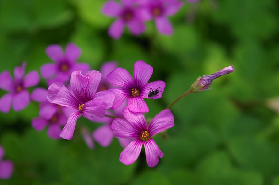 full, trèvol, aranya, verd, fons de pantalla, flor, bonic, paisatge, de prop, macro, planta amb flors, planta, frescor, fragilitat, bellesa a la natura, pètal, inflorescència, vulnerabilitat, cap de flor, primer pla, centrar-se en primer pla, creixement, cap gent, porpra, dia, naturalesa, color rosa, botànica, a l'aire lliure, pol·len, primavera, 4K