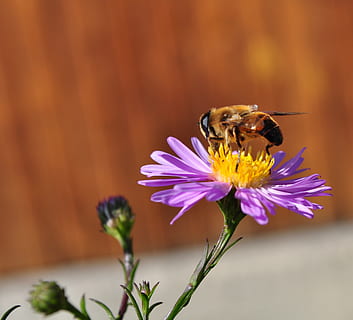 valikoiva, keskittyä valokuvaukseen, keltainen, hunajamehiläinen, pollinating, violetti, kukinta, mehiläinen, kukka, ötökät, kevät, kesä, puutarha, eläin, kausi, siitepöly, luonnollinen, vika, pölyttää, mesi, villi, ulko-, villieläimet, hyönteinen, eläinten teemoja, yksi eläin, kasvi, eläimiä, eläinten villieläimet, terälehti, hauraus, alttius, selkärangaton, kauneus luonnossa, kukka pää, tuoreus, lähikuva, kukinto, pölytys, ei ihmisiä, 2K, CC0, public domain, rojaltivapaa