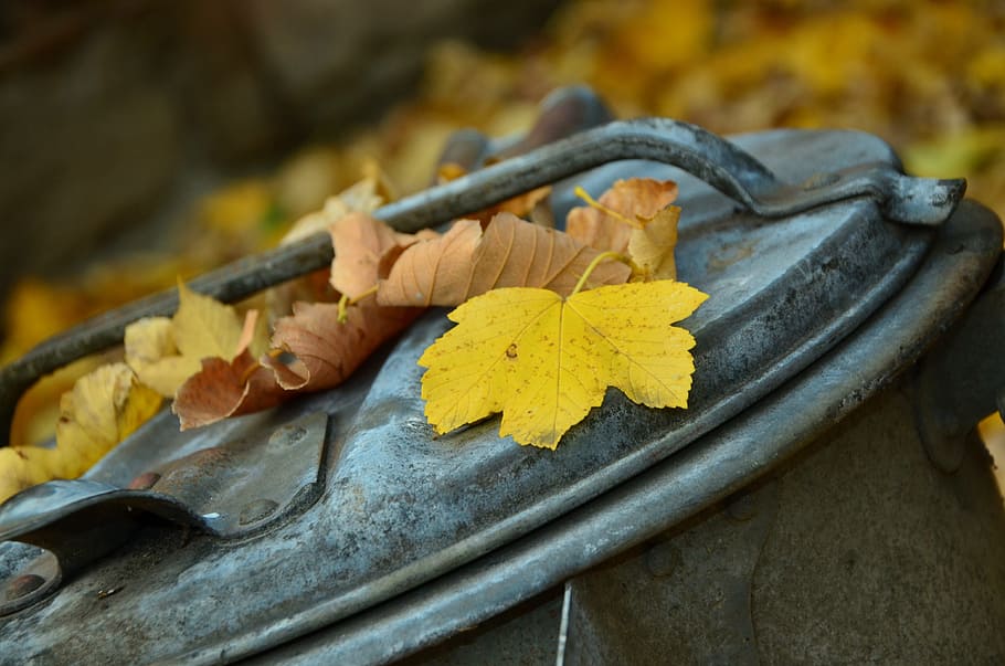 Ahorn, Blätter, Mülleimer, draussen, Herbst, Laubfall, Herbstlaub, Herbstfarbe, Ahornblätter, Gold, Müll, Gelb, Blatt, Pflanzenteil, Metall, Nahansicht, Veränderung, Natur, selektiver Fokus, keine Leute, draußen, High Angle View, Tag, Fokus auf den Vordergrund, Holz - Material, trocken, Baum, Stillleben, Pflanze, 4K