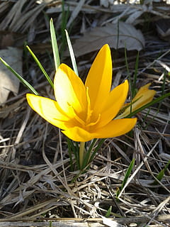 Krokus, Frühling, Blume, Gelb, gelbe Blume, Flora, Waldblumen, blühende Pflanze, Pflanze, Blütenblatt, Frische, Schönheit in der Natur, Nahansicht, Verletzlichkeit, Wachstum, Zerbrechlichkeit, Blütenkopf, Blütenstand, Natur, Iris, Tag, Fokus auf den Vordergrund, keine Leute, draußen, Pollen, Weichheit, Gazania, 2K, CC0, gemeinfrei, lizenzfrei