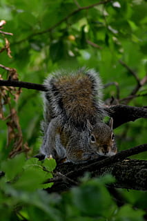 squirrel, nature, tree, animal themes, animal, animal wildlife, animals in the wild, mammal, one animal, plant, vertebrate, no people, land, day, green color, outdoors, branch, rodent, forest, selective focus, leaf, 4K, CC0, public domain, royalty free