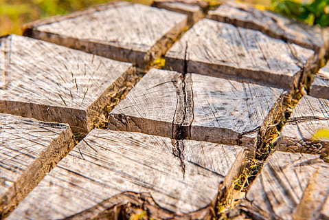 Pozadí, hnědý, okres, sekce, detail, dřevo, Příroda, vzor, prostě, struktura, zadek, textura, povrch, strom, kmen, jako, kůra, odřezal, případech, kůra stromu, lesnické práce, zavřít, dřevo - materiál, log, selektivní zaměření, nikdo, texturou, odlesňování, den, palivové dříví, les, venku, dřevařský průmysl, rostlina, celý rám, zaměřit se na popředí, strom prsten, 5K, CC0, veřejná doména, bez autorských práv
