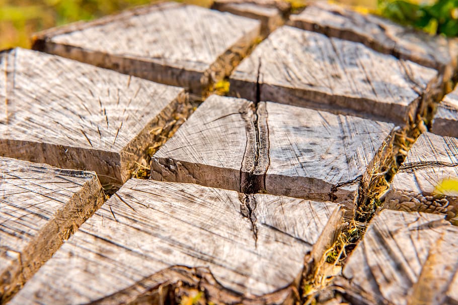 Pozadí, hnědý, okres, sekce, detail, dřevo, Příroda, vzor, prostě, struktura, zadek, textura, povrch, strom, kmen, jako, kůra, odřezal, případech, kůra stromu, lesnické práce, zavřít, dřevo - materiál, log, selektivní zaměření, nikdo, texturou, odlesňování, den, palivové dříví, les, venku, dřevařský průmysl, rostlina, celý rám, zaměřit se na popředí, strom prsten, 5K