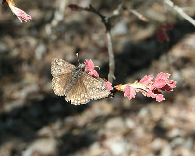 arna, insecte, ala, error, vida salvatge, natural, biologia, vol, artròpode, habitat, criatura, medi ambient, marró, ecosistema, ecologia, desert, fora, flor, planta, planta amb flors, bellesa a la natura, naturalesa, fragilitat, primer pla, cap gent, vulnerabilitat, creixement, fauna animal, dia, centrar-se en primer pla, temes d'animals, animal, invertebrat, frescor, color rosa, un animal, cap de flor, a l'aire lliure, ala dels animals, papallona - insecte, polinització, papallona, 1080P, CC0, domini públic, lliure de regalies