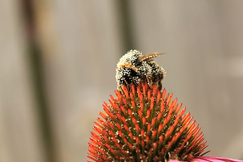 bier, bi, natur, insekt, humlebi, bikube, insekter, blomst, tæt på, honning, flor, blomster, bestøve, spray, sommer, have, forår, pollen, korn, dyre temaer, et dyr, dyr, dyreliv, skrøbelighed, sårbarhed, dyr i naturen, hvirvelløse, blomstrende plante, skønhed i naturen, blomsterhoved, friskhed, plante, selektiv fokusering, dag, kronblad, ingen mennesker, bestøvning, udendørs, 5K, CC0, offentligt domæne, royaltyfrie