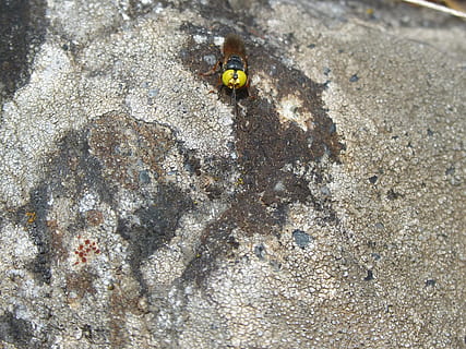 hoverfly, fals, abella, rock, liquen, abella falsa, naturalesa, insecte, un animal, temes d'animals, animals a la natura, fauna animal, dia, invertebrat, animal, cap gent, escarabat, vista d’angle alt, marieta, a l'aire lliure, primer pla, groc, sòlid, textura, rock - object, terra, 2K, CC0, domini públic, lliure de regalies