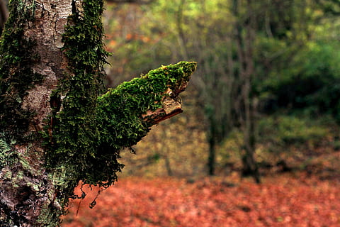 tilt shift photography, verde, muschio, foresta, albero, abbaiare, alberi, paesaggio, autunno, parco, natura, tazze, struttura, le foglie, pietre, legna, rustico, sentiero, campo, tronco, ecologico, composizione naturale, approccio, primo piano, pianta, crescita, concentrarsi sulle conoscenze acquisite, tronco d'albero, colore verde, giorno, terra, nessuno, la tranquillità, all'aperto, avvicinamento, bellezza nella natura, messa a fuoco selettiva, foglia, lichene, albero di conifere, 5K, CC0, dominio pubblico, privo di copyright