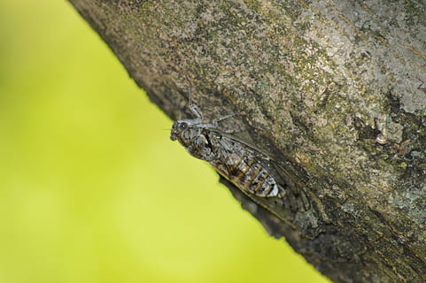 cicala, insetto, natura, temi animali, un animale, animale, fauna selvatica, animali allo stato selvatico, rettile, albero, nessuno, parte del corpo animale, avvicinamento, giorno, vertebrato, pianta, camuffare, all'aperto, ramo, arrampicata, cartello, testa di animale, scala animale, foresta pluviale, 5K, CC0, dominio pubblico, privo di copyright