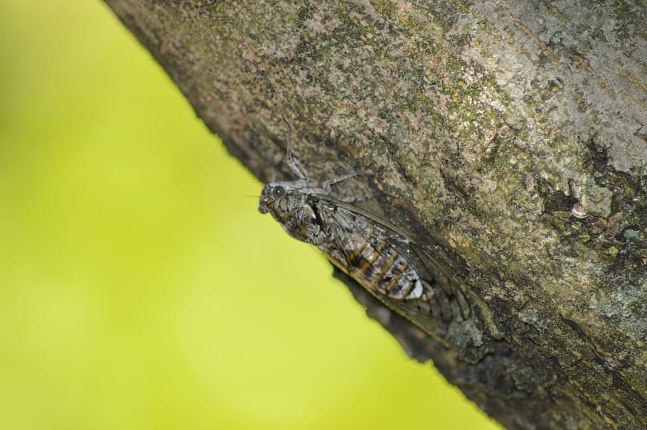 cikade, insekt, natur, dyre temaer, et dyr, dyr, dyreliv, dyr i naturen, krybdyr, træ, ingen mennesker, dyr kropsdel, tæt på, dag, hvirveldyr, plante, camouflage, udendørs, afdeling, klatring, skilt, dyr hoved, dyre skala, regnskov, 5K