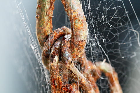chain, cobweb, rust, aged, weathered, deteriorate, links, rusted chain, macro, close-up, no people, day, selective focus, nature, metal, outdoors, spider web, food, focus on foreground, animal themes, meat, heat - temperature, barbecue, animal, preparation, food and drink, fragility, freshness, dirty, 4K, CC0, public domain, royalty free
