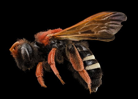 albină, insectă, macro, profil, montat, animale sălbatice, natură, albina, aripi, a zbura, edwyniana, u, s, studiu geologic, Fundal negru, animal, animale tematice, un animal, nevertebrat, studio shot, a închide, animale în sălbăticie, partea corpului animalului, artropod, în interior, nici o persoana, zoologie, elimina, animal aripă, culoare neagră, picior de animale, ochi de animale, 4K, CC0, domeniu public, fără drepturi de autor