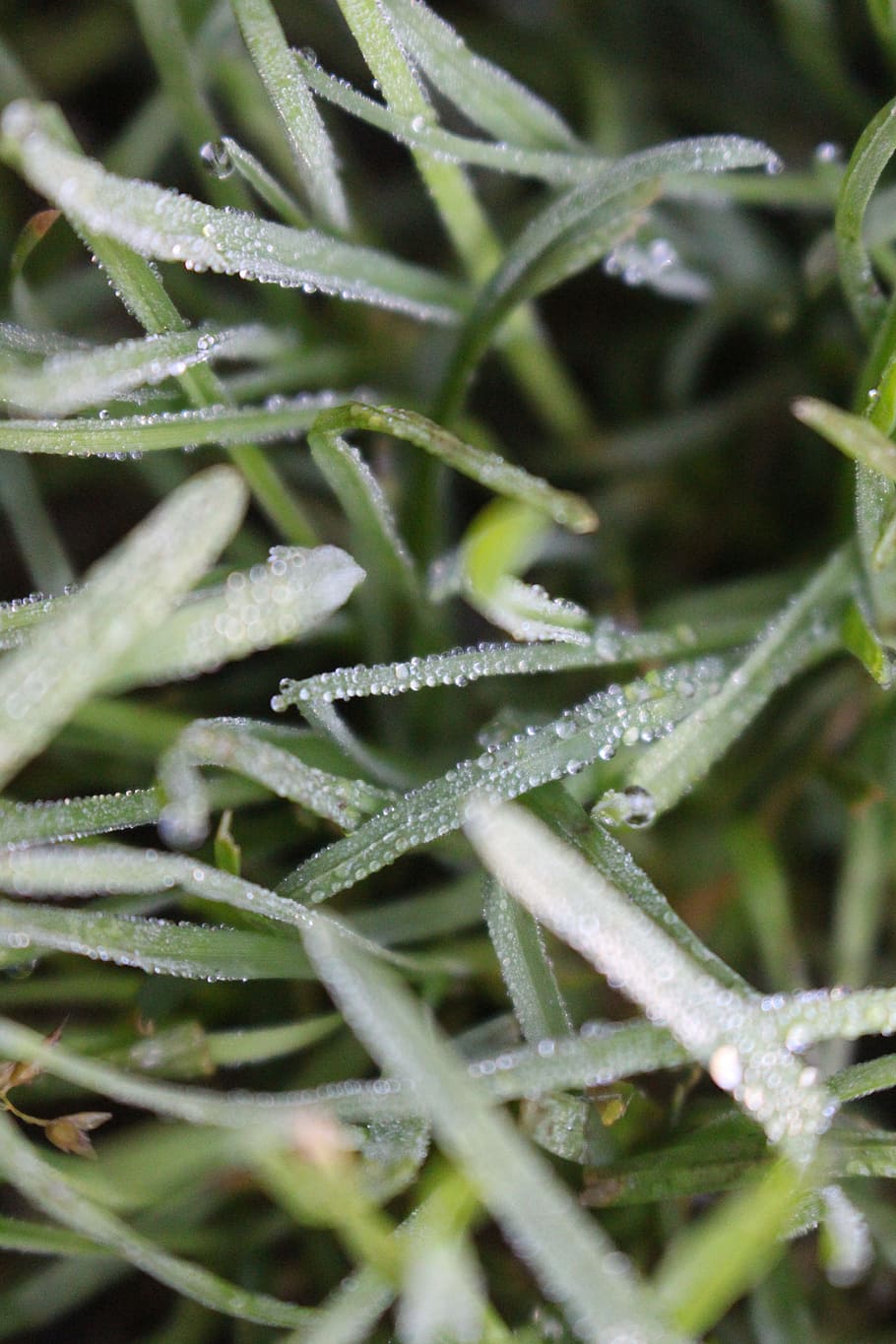 gotes, verd, herba, tret macro, brillant, primer pla, rosada, medi ambient, flora, gelades, jardí, creixement, fulles, macro, a l'aire lliure, temporada, estiu, textura, aigua, gotes d’aigua, humit, planta, bellesa a la natura, color verd, enfocament selectiu, tirar, naturalesa, cap gent, full, part de la planta, dia, temperatura de fred, hivern, marc complet, fragilitat, fulla d'herba, gota de pluja, 5K
