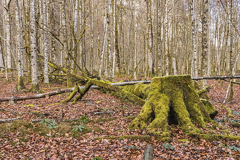 Wald, Baum, Log, Natur, zerfallen, morsch, Waldboden, Blätter, Wurzel, Pflanze, Land, Wachstum, Baumstamm, Kofferraum, Ruhe, keine Leute, grüne Farbe, Schönheit in der Natur, Tag, Moos, Nicht-städtische Szene, ruhige Szene, draußen, fallen, Szenen - Natur, Regenwald, 5K, CC0, gemeinfrei, lizenzfrei