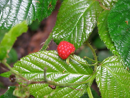 fruit, berries, raspberry, red, bush, leaf, nature, freshness, food, green Color, summer, plant, organic, close-up, berry Fruit, plant part, growth, food and drink, healthy eating, beauty in nature, day, water, no people, tree, selective focus, outdoors, ripe, dew, 2K, CC0, public domain, royalty free