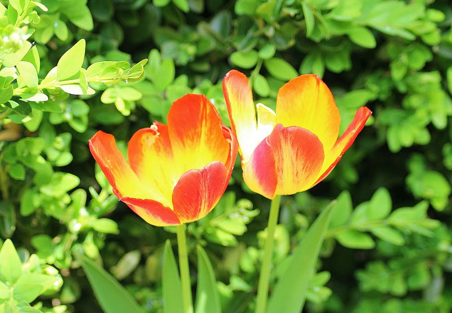 Tulpen, zwei, Frühling, April, Menopause, Frühlingsblumen, Blume, blühende Pflanze, Pflanze, Schönheit in der Natur, Frische, Zerbrechlichkeit, Wachstum, Blütenblatt, Verletzlichkeit, Nahansicht, Blütenstand, Blütenkopf, Natur, Pflanzenteil, Blatt, grüne Farbe, Fokus auf den Vordergrund, Tag, orange Farbe, keine Leute, draußen, Pollen, Gartenarbeit, 2K