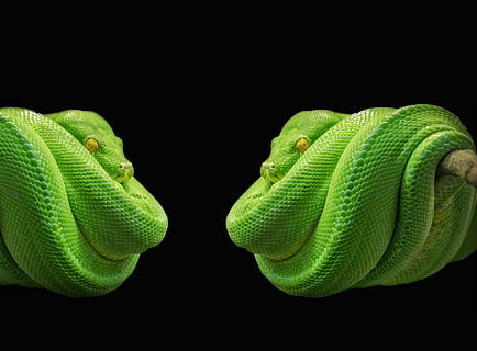 green, snake photo collage, python, snake, green tree python, tree snake, toxic, animal, scale, terrarium, portrait, head, eyes, coiled, depend, green color, black background, studio shot, close-up, animal themes, one animal, no people, indoors, animal wildlife, nature, reptile, vertebrate, animals in the wild, animal body part, animal head, food and drink, plant, beauty in nature, 4K