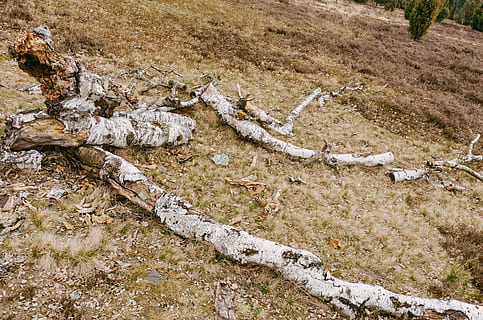 betulla spezzata, rotto, betulla, natura, all'aperto, nessuno, paesaggio, antigienico, Pericolo, giorno, terra, vista dall'alto, campo, pianta, albero, la tranquillità, osso, ambiente, erba, rettile, corda, animale, solido, osso animale, Driftwood, 4K, CC0, dominio pubblico, privo di copyright