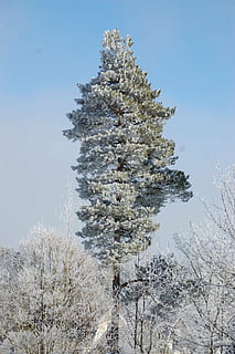 furu, tre, skog, natur, pines, høye trær, Sverige, tid på året, vinter, snø, svensk natur, kald, vinterlandskap, kaldtemperatur, furutre, ingen folk, dag, anlegg, himmel, skjønnhet i naturen, vekst, ro, klar himmel, naturskjønnhet - natur, ikke-urbane scene, rolig scene, land, gren, lav vinkel visning, utendørs, nåletre, gran tre, 2K, CC0, offentlig domene, opphavsrett gratis