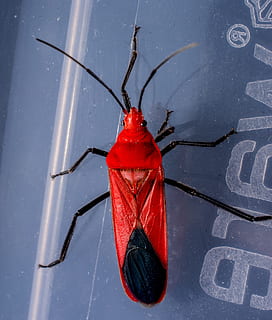 coleottero rosso, insetto, macro, scarafaggio, rosso, nessuno, avvicinamento, acqua, sospeso, un animale, mezzi di trasporto, giorno, natura, all'aperto, modo di trasporto, riflessione, protezione, sicurezza, metallo, luce del sole, vista dall'alto, blu, nave nautica, 4K, CC0, dominio pubblico, privo di copyright