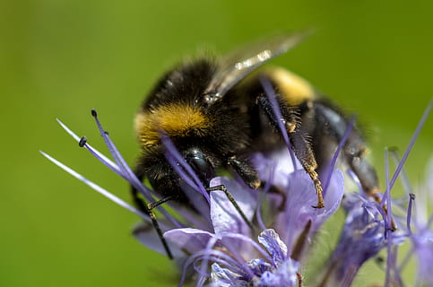 bumblebee, macro, inseto, natureza, amarelo, pólen, animal, Preto, animais selvagens, bumble, abelha, flora, querida, verão, bombus, plantar, jardim, polinização, néctar, verde, perto, Flor, roxa, selvagem, Primavera, planta com flores, temas animais, invertebrado, um animal, animais em estado selvagem, beleza na natureza, fragilidade, fechar-se, vulnerabilidade, pétala, cabeça de flor, frescura, ninguém, 4K, CC0, domínio público, royalty free
