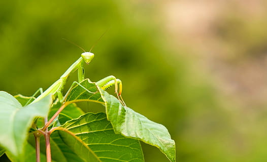 bedende, mantis, Oregon, selektiv, fokus fotografering, grøn, mantis perching, bladede, plante, dagtimerne, insekt, blad, natur, hvirvelløse, plante del, dyre temaer, grøn farve, dyr, tæt på, dyr i naturen, dyreliv, et dyr, fokus på forgrunden, ingen mennesker, dyr kropsdel, dag, vækst, knælere, græshoppe, udendørs, 1080P, CC0, offentligt domæne, royaltyfrie