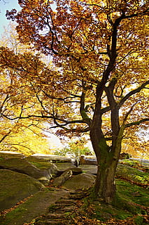 Baum, Licht, Buche, Rock, Natur, Herbst, Wald, Farben, Gelb, Buchenwald, Geäst, hell, gefallene Blätter, Laubbaum, Blätter, Herbstblätter, das Erzgebirge, Tschechische Republik, goldener Herbst, herbstlich, Ast, keine Leute, Tag, Pflanze, Schönheit in der Natur, Wachstum, Veränderung, Baumstamm, Ruhe, Kofferraum, Park, draußen, Szenen - Natur, Park - menschgemachter Raum, ruhige Szene, Land, Wasser, 5K, CC0, gemeinfrei, lizenzfrei