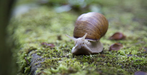 marró, cargol, molsa, shell, slug, lent, un animal, temes d'animals, gasteròpode, closca d’animals, vida salvatge, animals a la natura, primer pla, dia, enfocament selectiu, animal, mol·lusc, fauna animal, invertebrat, antena animal, cap gent, naturalesa, planta, part del cos dels animals, avorriment, viscós, a l'aire lliure, rastreig, 4K, CC0, domini públic, lliure de regalies